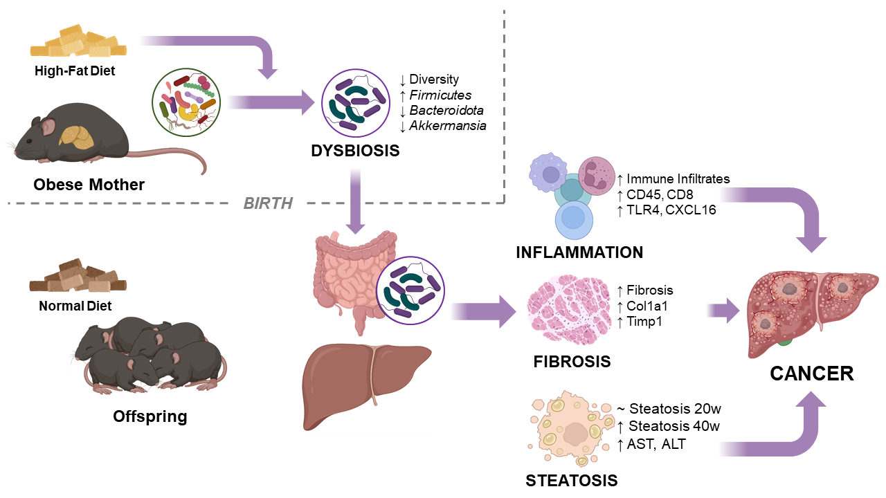 Les souris obèses transmettent un microbiote altéré à leurs petits, impactant la santé du foie jusqu'à l'âge adulte et augmentant le risque de cancer du foie. La normalisation du microbiote intestinal réduit le risque de cancer. Des familles spécifiques de bactéries sont associées à la charge tumorale et à l'inflammation du foie. [© CC-by-nc-nd - Beat Moeckli (UniGE)]