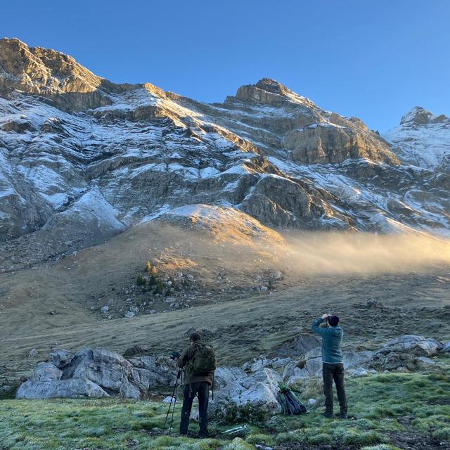 Vac chasse 3/5: comptage des chamois. [RTS - Mathieu Truffer]