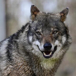 La Suisse épinglée pour sa régulation du loup. [afp - Lokman Ilhan]