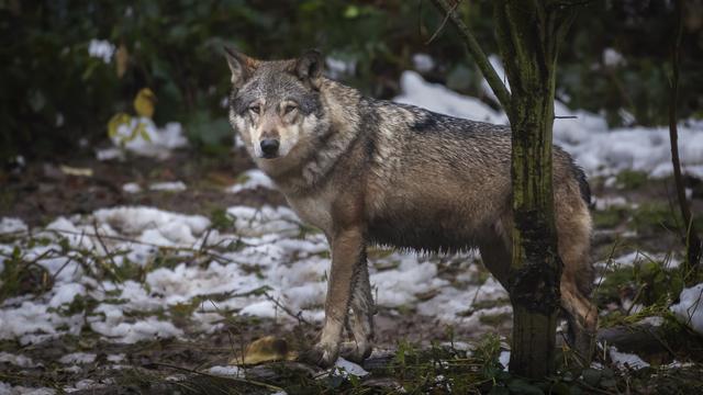 Le canton du Valais a obtenu le feu vert pour tuer tous les membres des meutes de loups d'Augstbord et des Toules. [Keystone - Michael Buholzer]