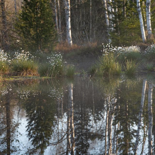 Le Sentier de la tourbière aux Ponts-de-Martel (NE). [©Chloé Dumont]