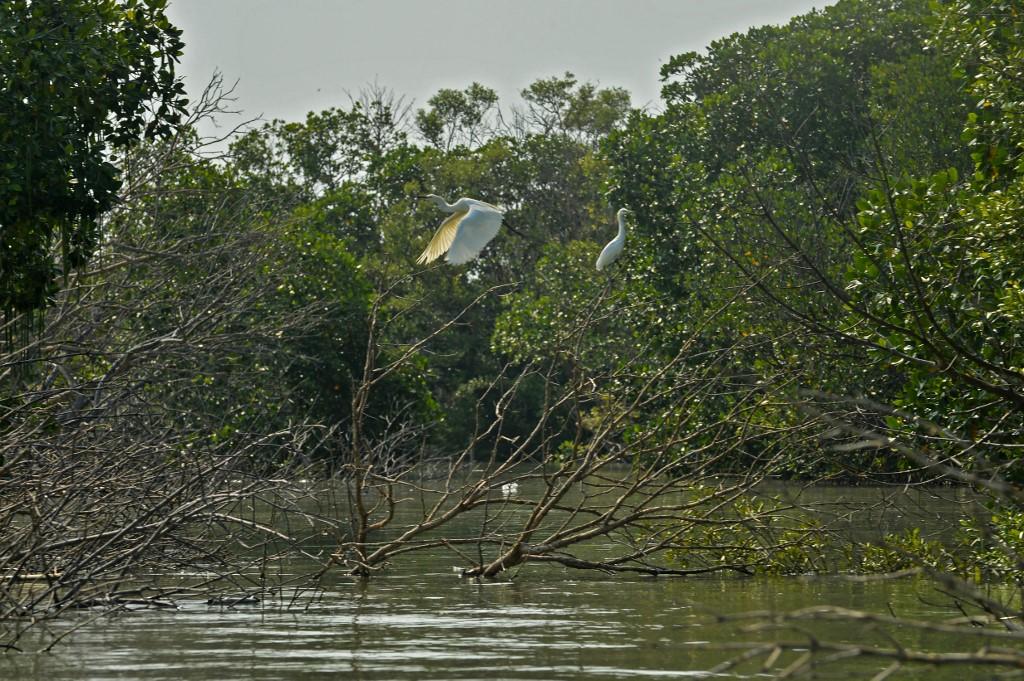 Le changement climatique menace un tiers des écosystèmes de mangroves évalués en raison de la montée des eaux. [AFP - Dasril Roszandi - Anadolu]