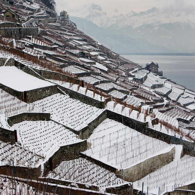 Les terrasses de vignes du Lavaux pendant l'hiver. [Keystone - Jean-Christophe Bott]