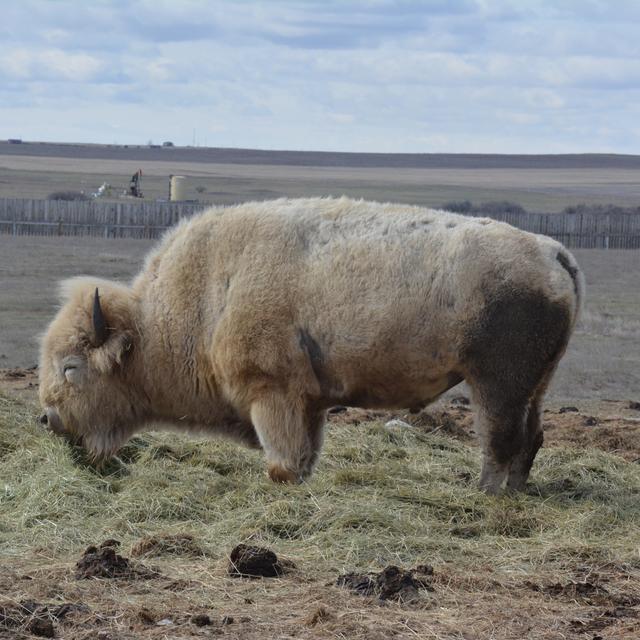 Au Canada, le retour en grâce du bison [RTS - Justine Leblond]