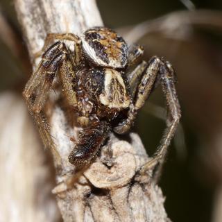 Une thomise brune (Xysticus cristatus) mâle avec une proie. [WikiCommons CC-BY-SA 3.0 Unported - Andreas Eichler]