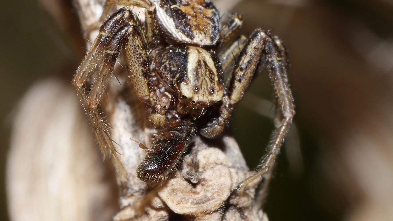 Une thomise brune (Xysticus cristatus) mâle avec une proie. [WikiCommons CC-BY-SA 3.0 Unported - Andreas Eichler]