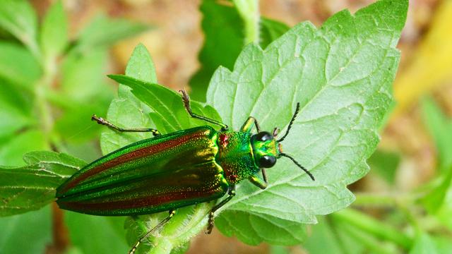 "Nommer les natures" : une plongée dans les trésors naturalistes suisses [ideation90 - Depositphotos]