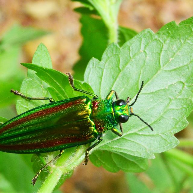 "Nommer les natures" : une plongée dans les trésors naturalistes suisses [ideation90 - Depositphotos]