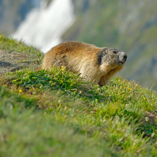Une marmotte. [Depositphotos - © OndrejProsicky]