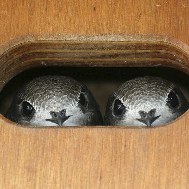 Genève: Jeunes martinets dans les nichoirs [Centre Ornithologique de Réadaptation - Alain Georgy]