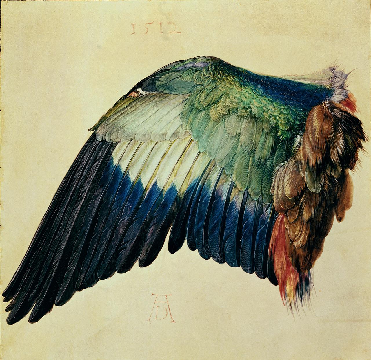 Une aile de "corneille bleue" (Rollier d'Europe), 1512, aquarelle de Albrecht Duerer, (1471-1528). [Leemage via AFP]