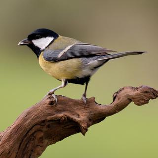 Une mésange charbonnière. [Depositphotos - © Gelpi]