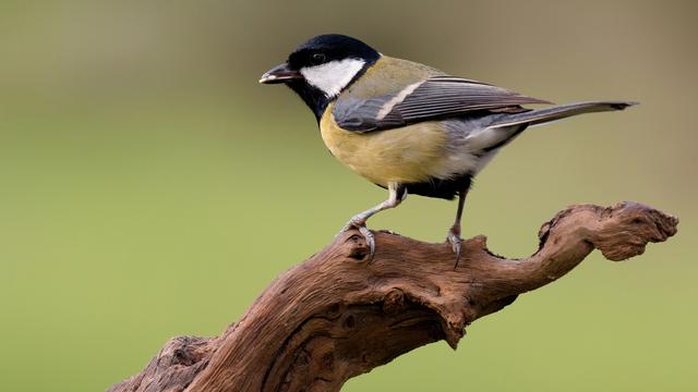 Une mésange charbonnière. [Depositphotos - © Gelpi]