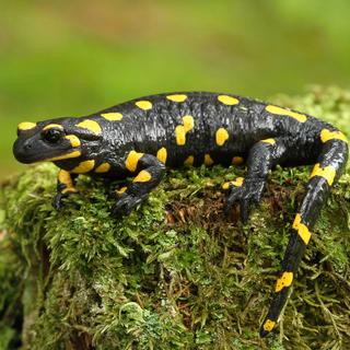 Une salamandre tachetée. [Depositphotos - © Hlavkom]