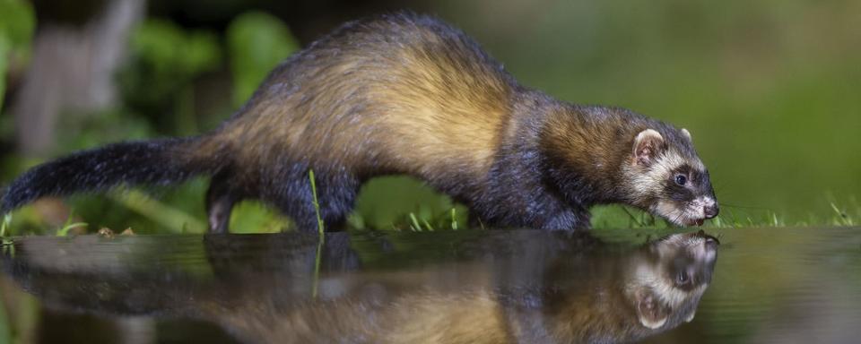 Le putois est désigné animal de l'année 2024 par Pro Natura. [HEMIS VIA AFP - CORDIER SYLVAIN]