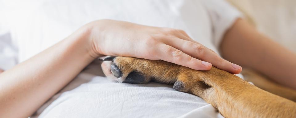 Un chien soutien une patiente dans un hôpital. [Depositphotos - Photoboyko]