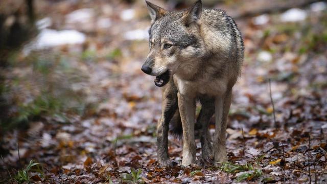 L'Union suisse des paysans (USP) demande "une régulation plus efficace" des populations de loups. [Keystone]