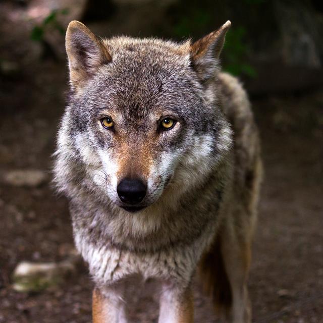 Notre rapport au loup. [Pixabay - © Raincarnation40]