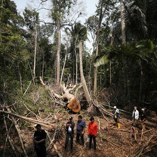 Les communautés indigènes d'Amazonie veulent préserver le Shihuahuaco, un arbre tropical gigantesque au bois dur, convoité par l'exploitation forestière latino-américaine (image d'illustration). [Keystone/EPA - Paolo Aguilar]