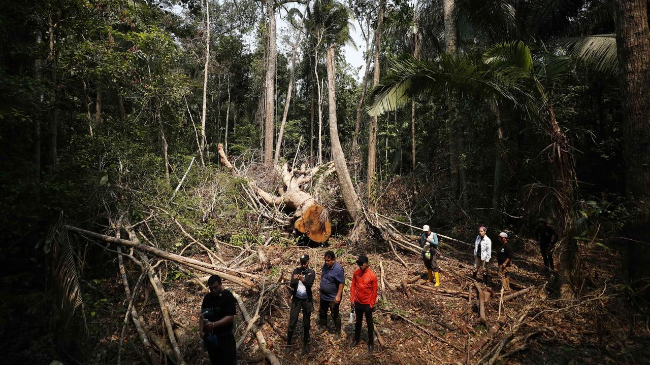 Les communautés indigènes d'Amazonie veulent préserver le Shihuahuaco, un arbre tropical gigantesque au bois dur, convoité par l'exploitation forestière latino-américaine (image d'illustration). [Keystone/EPA - Paolo Aguilar]