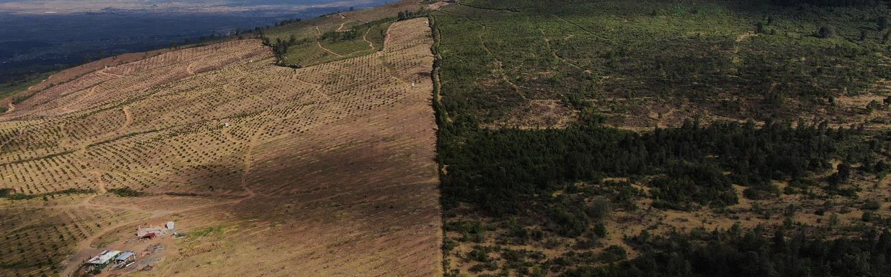 Déforestation [Keystone - Fernando LLano]