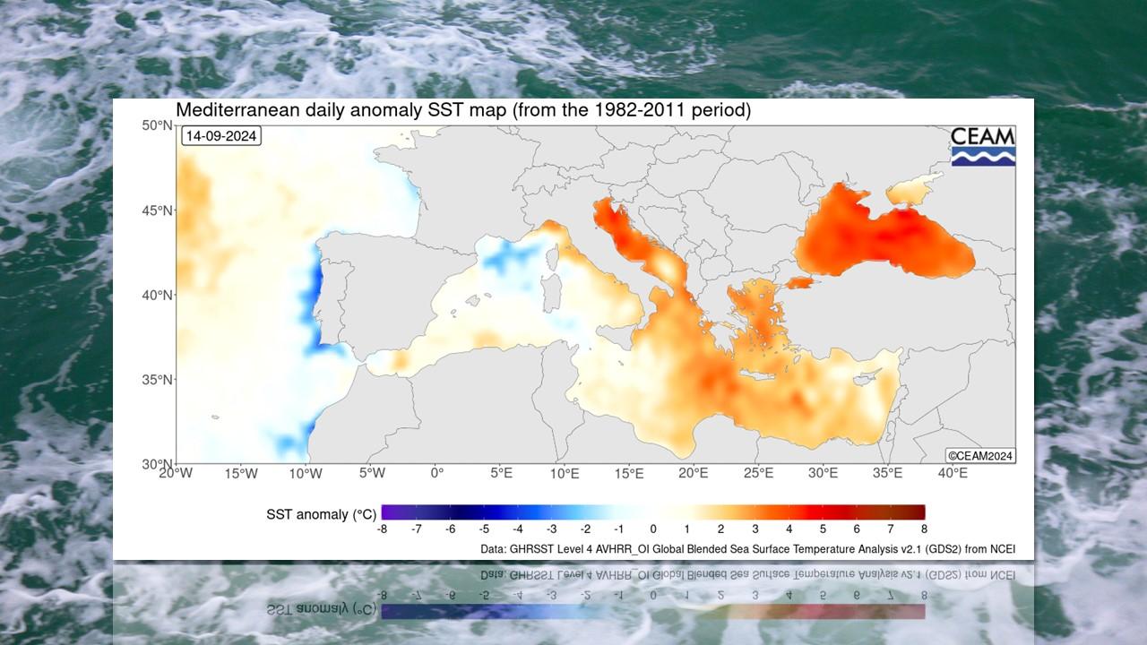 Anomalies de températures à la surface de la mer, observées le 14 septembre 2024 [CEAM/Wikipedia - Jyi 1693]