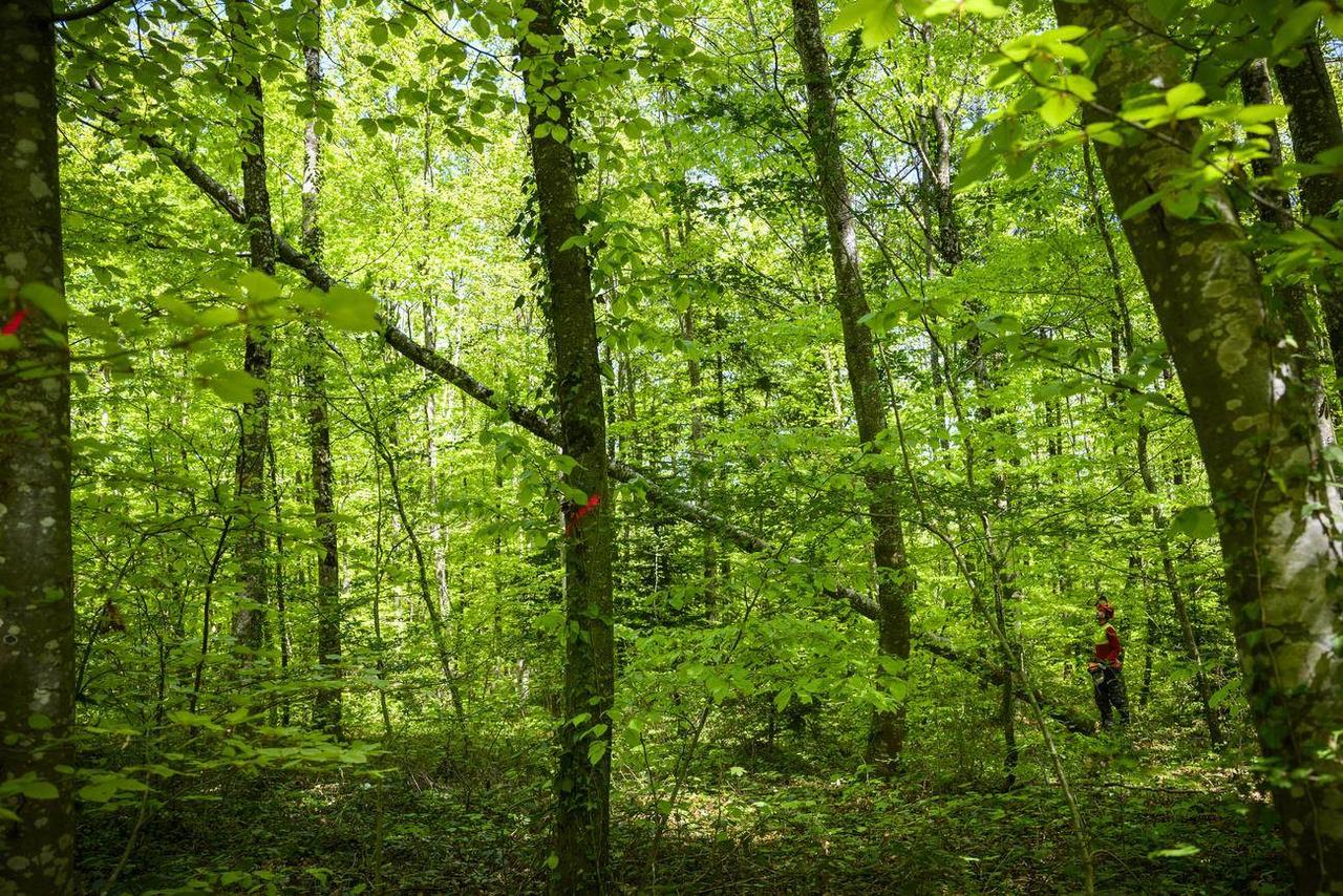 Un bûcheron coupant un arme dans une forêt jurassienne. [Keystone]