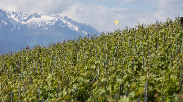 Le procès de l'encaveur sédunois Cédric Flaction, accusé d'avoir vendu sous l'appellation AOC Valais du vin ne provenant pas du canton, s'ouvre lundi (image d'illustration). [Keystone - Dominic Steinmann]