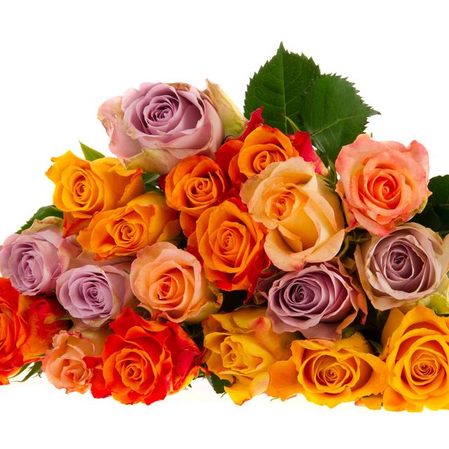Des variétés de roses. [Depositphotos - © Ivonnewierink]