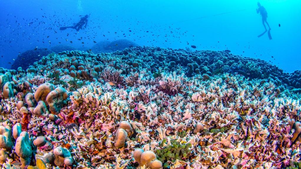 Des scientifiques affirment avoir trouvé le plus grand corail du monde près des îles Salomon, dans le Pacifique, annonçant une découverte majeure "pleine de vie et de couleurs". Image prise le 24 octobre 2024. [AFP - Manu San Felix/National Geographic Pristine Seas]