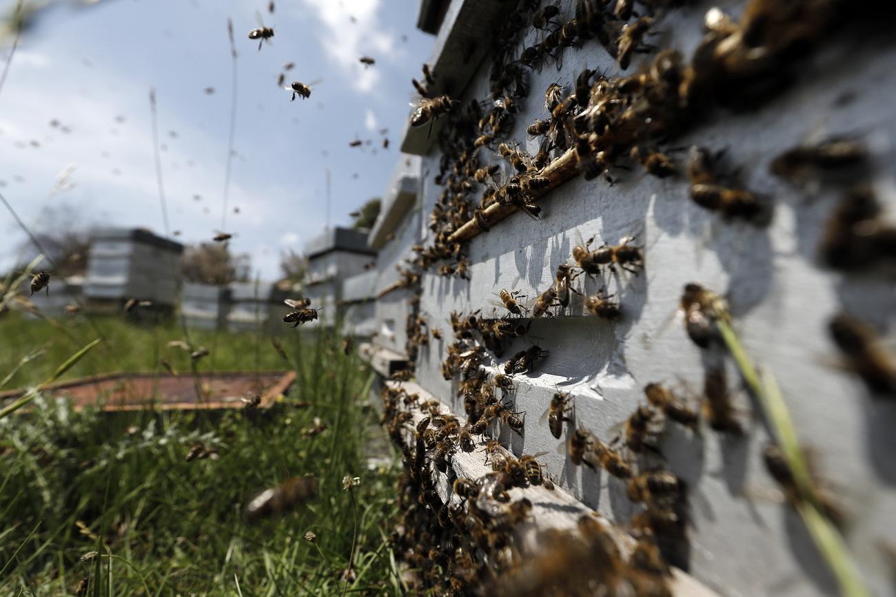 Les abeilles sont de plus en plus productives, mais elles fluctuent en fonction des années. [KEYSTONE - SEBASTIEN NOGIER]