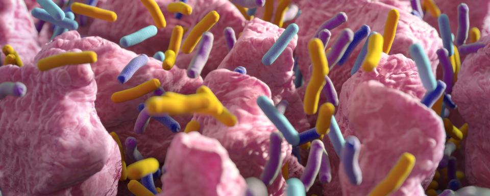 Microbiota Vault: une initiative mondiale visant à préserver la santé à long terme de l’humanité en récoltant des selles du monde entier. [Depositphotos - AnatomyInsider]