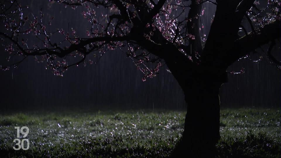 Les arboriculteurs valaisans sur le pied de guerre la nuit dernière pour protéger les fruits contre le gel