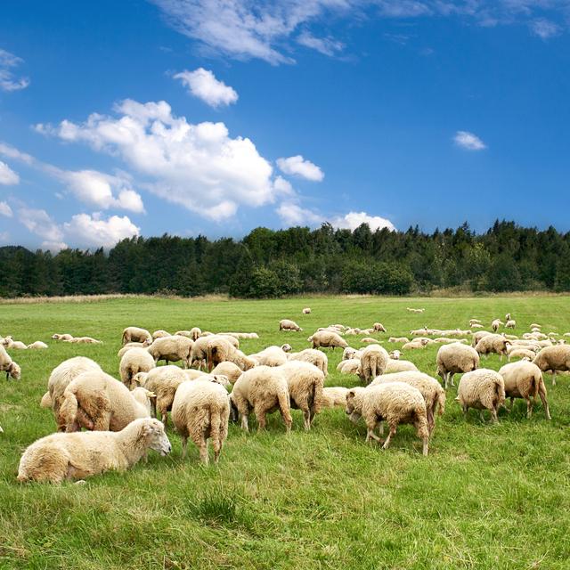 Un troupeau de moutons. [Depositphotos - © MajaFOTO]