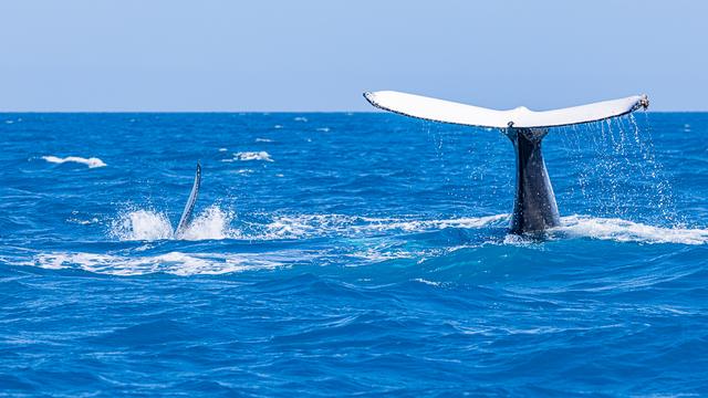 Des cétacés repérés à Shark Bay, en Australie par une des expéditions de DNAe de l'UNESCO. [UNESCO - Geo Media Interactive]