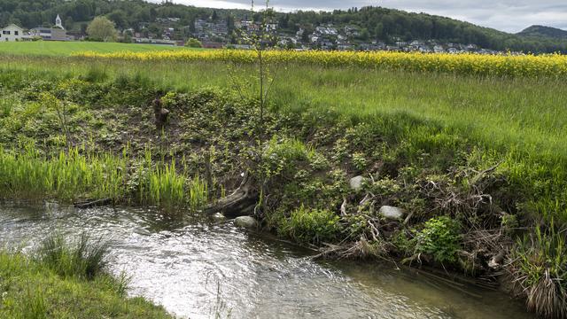 Un ruisseau dans le canton de Zurich. [Keystone - Gaëtan Bally]