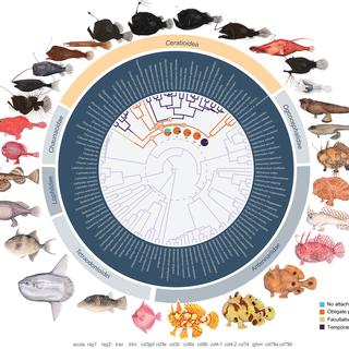 (A) montre une reconstruction de l'état ancestral du mode de reproduction chez les baudroies et leur clade sœur, les Tetraodontoidei. [Schéma: Current Biology - Illustrations par Julie Johnson]