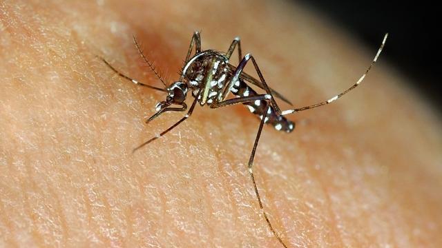 L'Université de Lausanne a mené plusieurs études sur les espèces d'insectes envahissantes, telles que les moustiques tigres et les fourmis de feu. [Depositphotos - marcouliana]