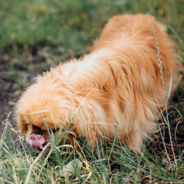 Chien mangeant de la terre. [Depositphotos - © Sonyachny]