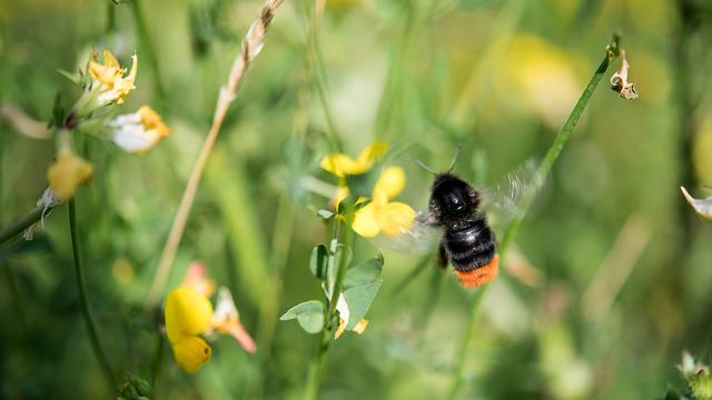 Une abeille sauvage s'apprête à butiner des fleurs. [KEYSTONE - SEBASTIAN GOLLNOW]