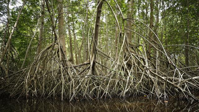 Plus de la moitié des écosystèmes de mangrove dans le monde risquent de s'effondrer d'ici 2050. [Keystone - Rodrigo Sura - EPA]