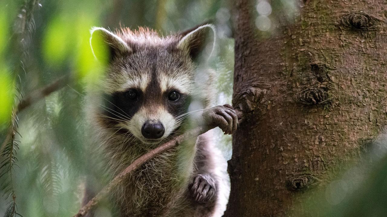 30.05.2021, Niedersachsen, Neuhaus Im Solling: Ein Waschbär klettert im Wildpark Neuhaus auf eine Fichte. Foto: Lino Mirgeler/dpa +++ dpa-Bildfunk +++ (KEYSTONE/DPA/Lino Mirgeler) [KEYSTONE - Lino Mirgeler]