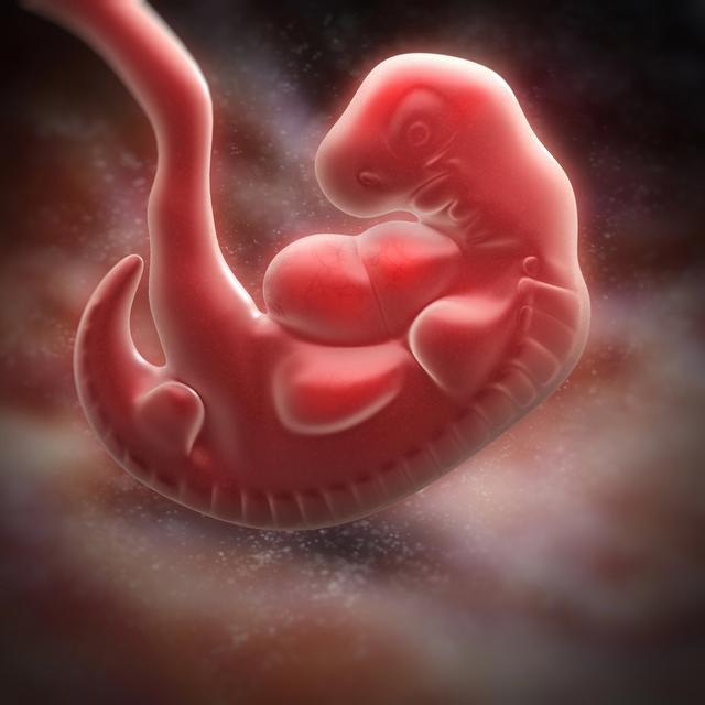 La formation d'un embryon. [Depositphotos - iLexx]