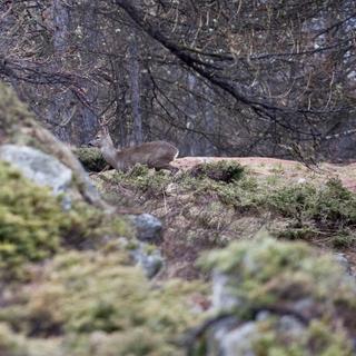 Un chevreuil dans les bois. [AFP - Thibaut Durand / Hans Lucas]