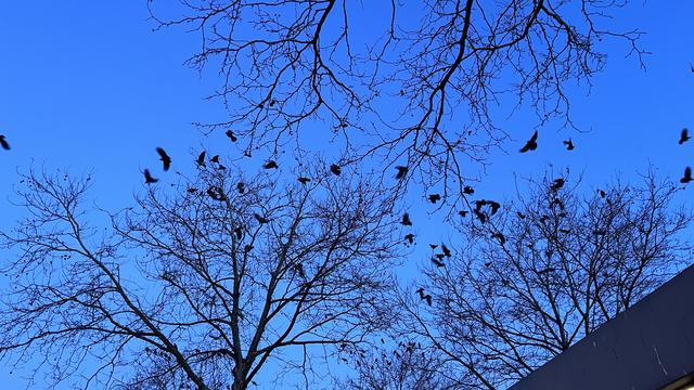 Les corbeaux freux à la gare d'Yverdon-les-Bains. [RTS - Cédric Guigon]