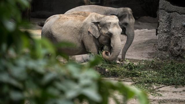 Des éléphants au sein du Zoo de Zurich. [AFP - © Fabrice Coffrini]