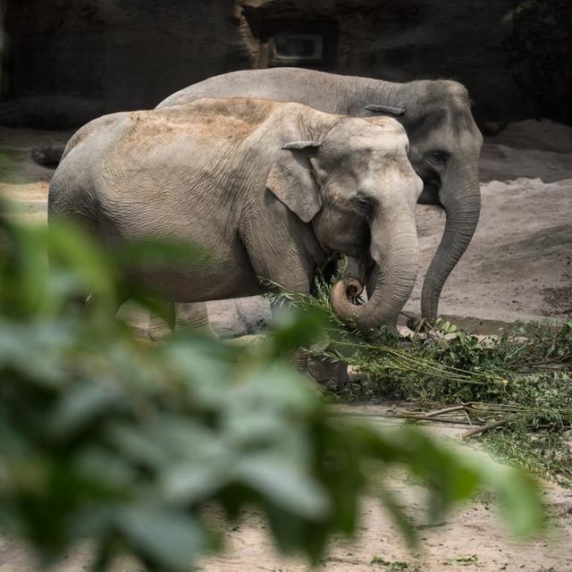 Des éléphants au sein du Zoo de Zurich. [AFP - © Fabrice Coffrini]