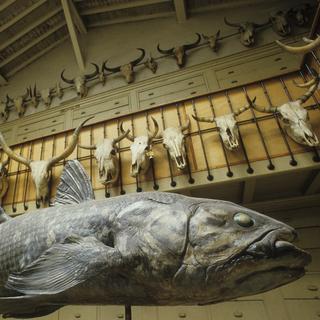 Un poisson coelacanthe. [AFP - ©VIARD M./HorizonFeatures/Leemage]