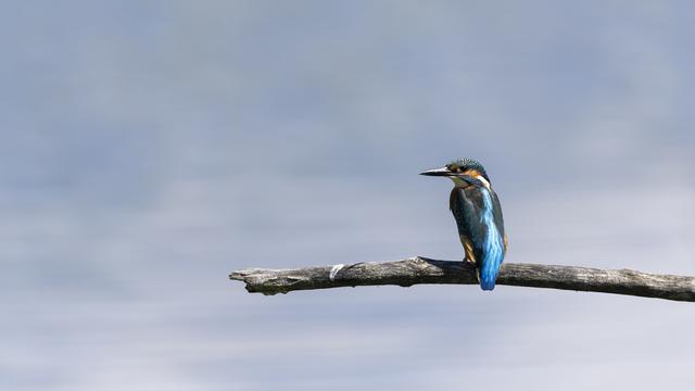 Un martin pêcheur dans la reserve naturelle de la Grande Caricaie . [Keystone - Cyril Zingaro]