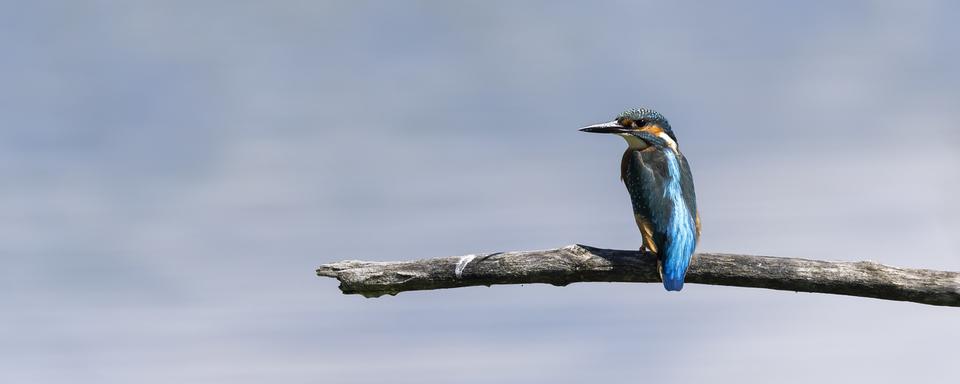 Un martin pêcheur dans la reserve naturelle de la Grande Caricaie . [Keystone - Cyril Zingaro]